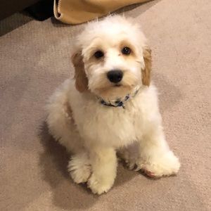 Meet your Posher, Mindy